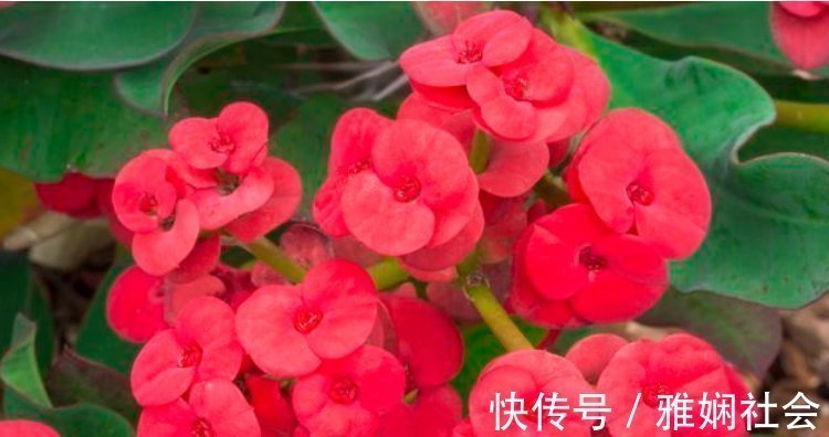 漂亮|超爱开花的5种花,一年四季开花不断,好养又漂亮,养100盆也不多