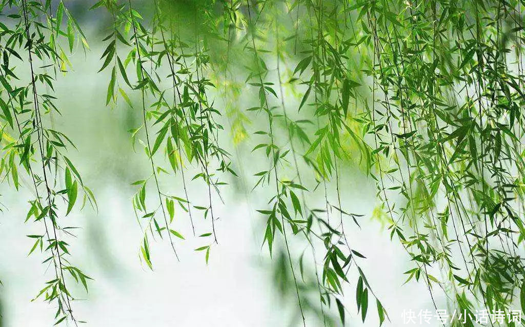 柳树$咏柳诗词何其多,而王观的这首咏柳词却能脱颖而出,它好在哪里?