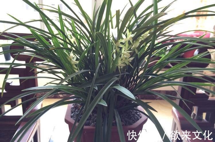 半蔓性|“珍稀菊花”胭脂红,花团锦簇,淡雅秀丽,庭院养花必备