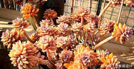 5种大普货多肉,养成老桩真过瘾,造型大气真迷人!