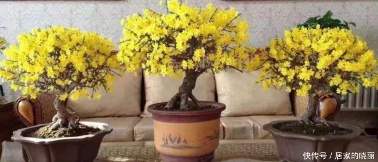 5种漂亮花,好打理,易爆盆,不用费心,就能长的特别好