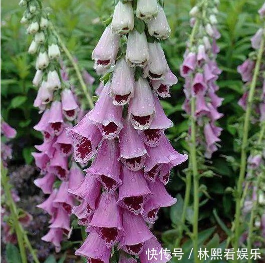 父母官|李时珍“服之百日面如桃花,三年轻身不老”,也许你家门口就有