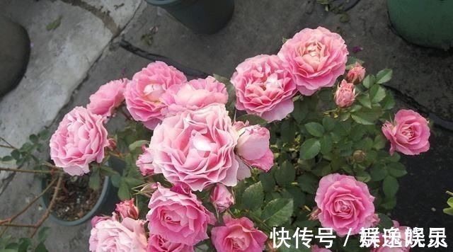 月季里的“开花机器”,能开一整年,花量非常多,阳台盆栽也可以