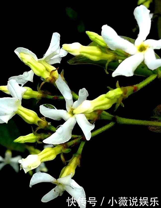 铁线莲|阳台别摆盆盆罐罐了，5种花草养一棵就能开满阳台，很省空间