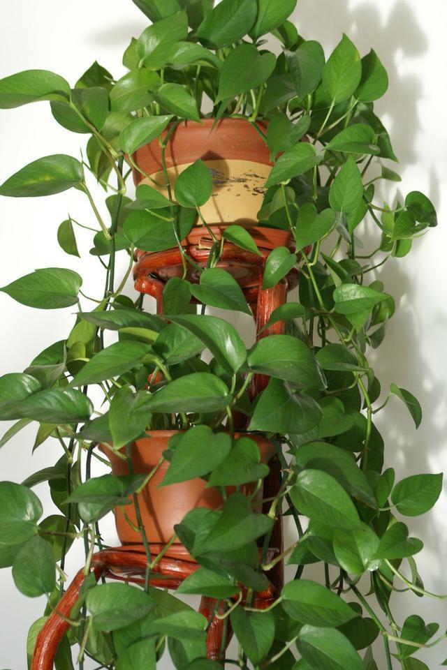 黄豆|绿萝的最爱,家家都有,2周喂一点,叶子油绿翠亮,新叶巴掌大