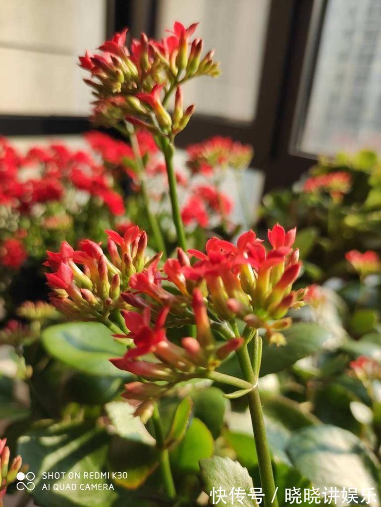 养花“走火入魔”的6种行为,只要符合4条,就是名副其实“花痴”