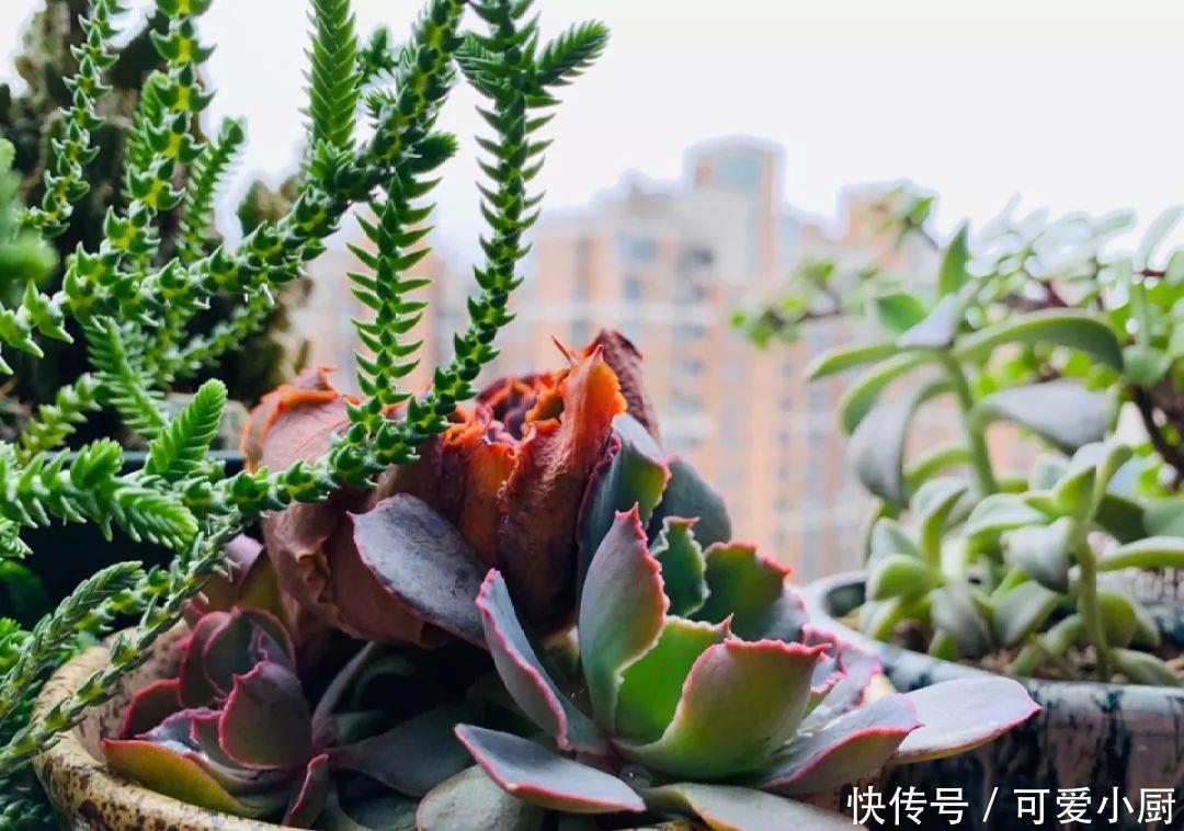 多肉盆栽植物:多肉品种太多了,简单分成6大类,看完再也养不死