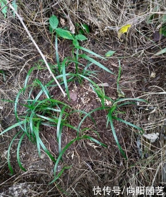 发黄|气温高水分蒸发快，家里的兰草多喷水，保持湿度，叶子不发黄