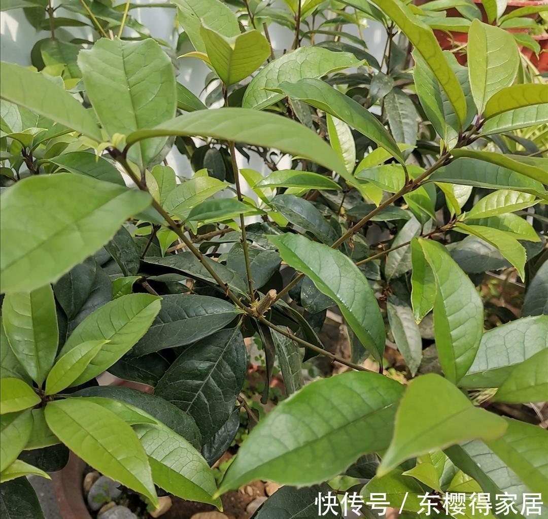 枝叶|养桂花,叶子发黄长不旺,用上“2种肥”,长得枝叶繁茂