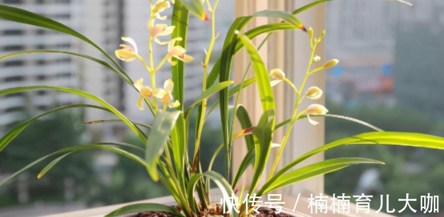 兰花缺“肥”会出现的症状,早点知道才能早“下药”,救命!