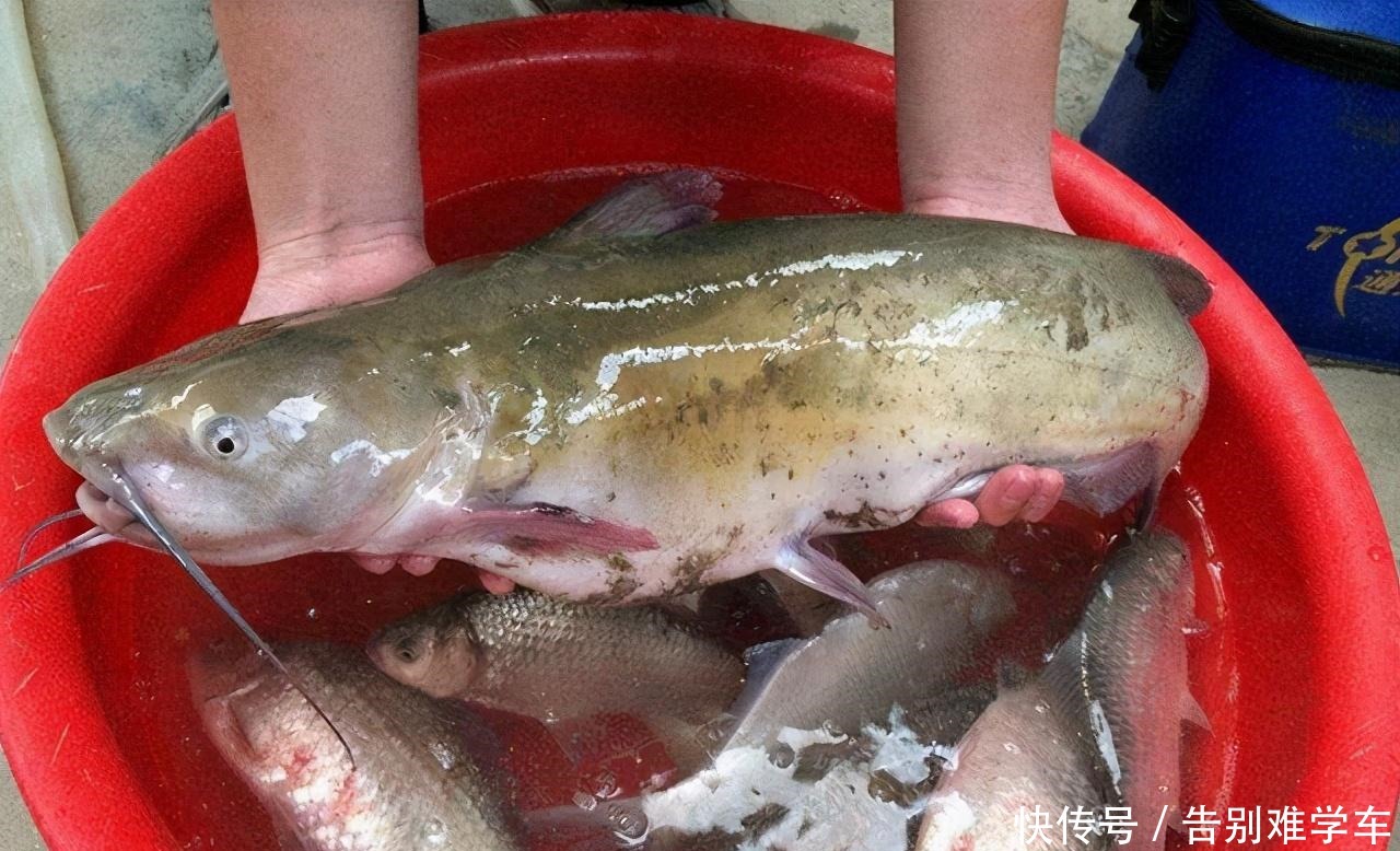 有人|这鱼全身是宝,比甲鱼还鲜嫩,5元一斤却少有人买,鱼贩子太脏