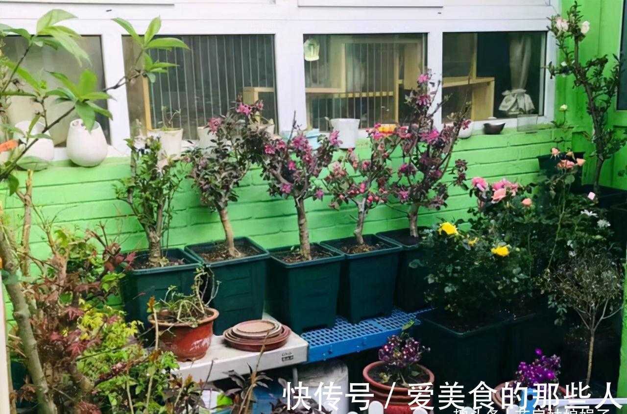 天气越来越冷,很多花“熬不过冬”学会这些好方法,花卉安全越冬