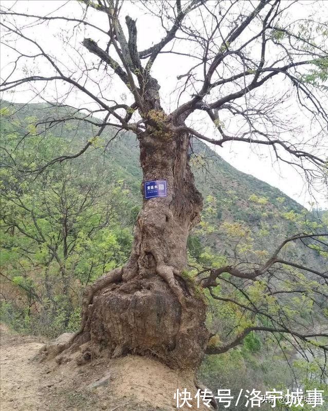 洛阳洛宁张清华:「下峪轶事」之三十一——探访下峪南禅寺