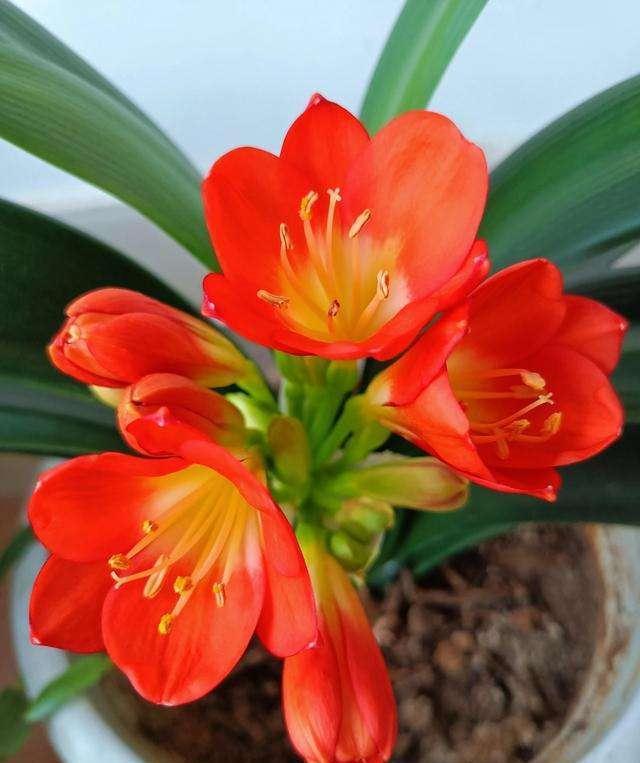 6种花“很吉祥”,建议养在卧室客厅,好看好养,还可当年宵花