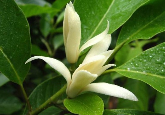 此花号称“中国第一香”,家里种一棵,熏得一室香,邻居都很羡慕