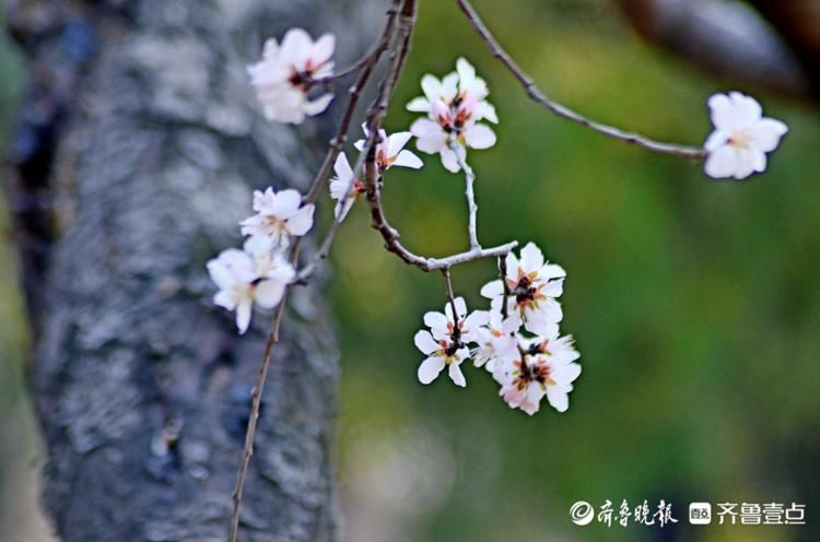 花开正好！千佛山上春风徐来，百花盛开