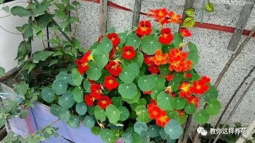 叶子像碗莲，花儿一大片，比铜钱草好养，被称为开花大王！