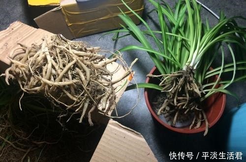 家里有这2花要忙起来,开春必须换盆换土,给它们的大白根好营养!
