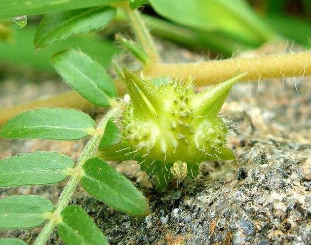 药材|农村一种常见植物，拦路挡道惹人嫌，但价值珍贵