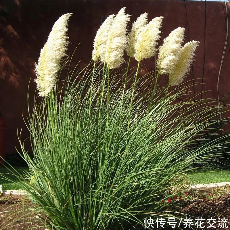 观赏草|6种绝佳的盆栽观赏草，买点种子就可以培育，新手园丁也可练练手