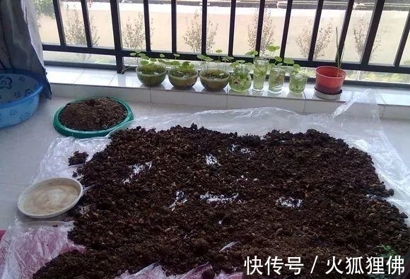 秋冬|秋冬发财树怎么养?知道这4点就够了,保证枝繁叶茂