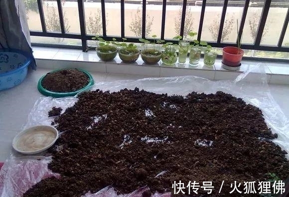 秋冬|秋冬发财树怎么养？知道这4点就够了，保证枝繁叶茂