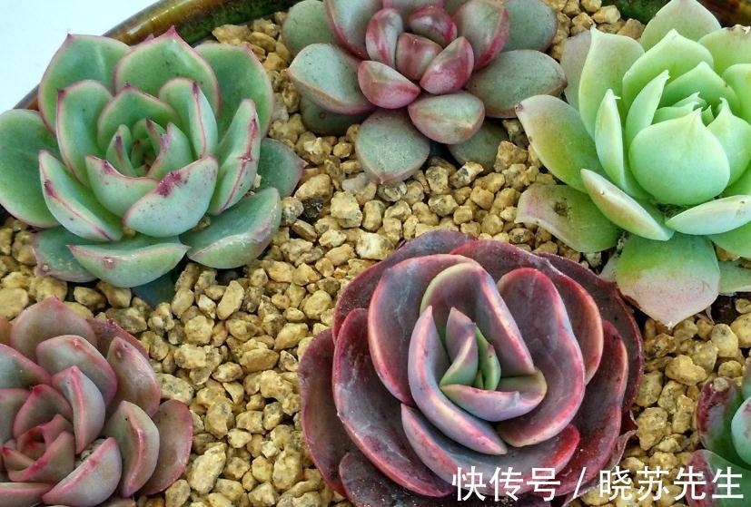多肉上盆做好这四点,服盆快生长好,爆盆容易状态好