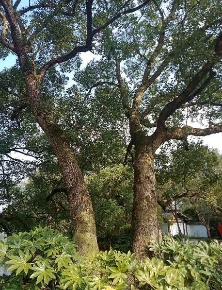 别人不要的烂木桩，我捡回家种多肉，价值翻了20倍！