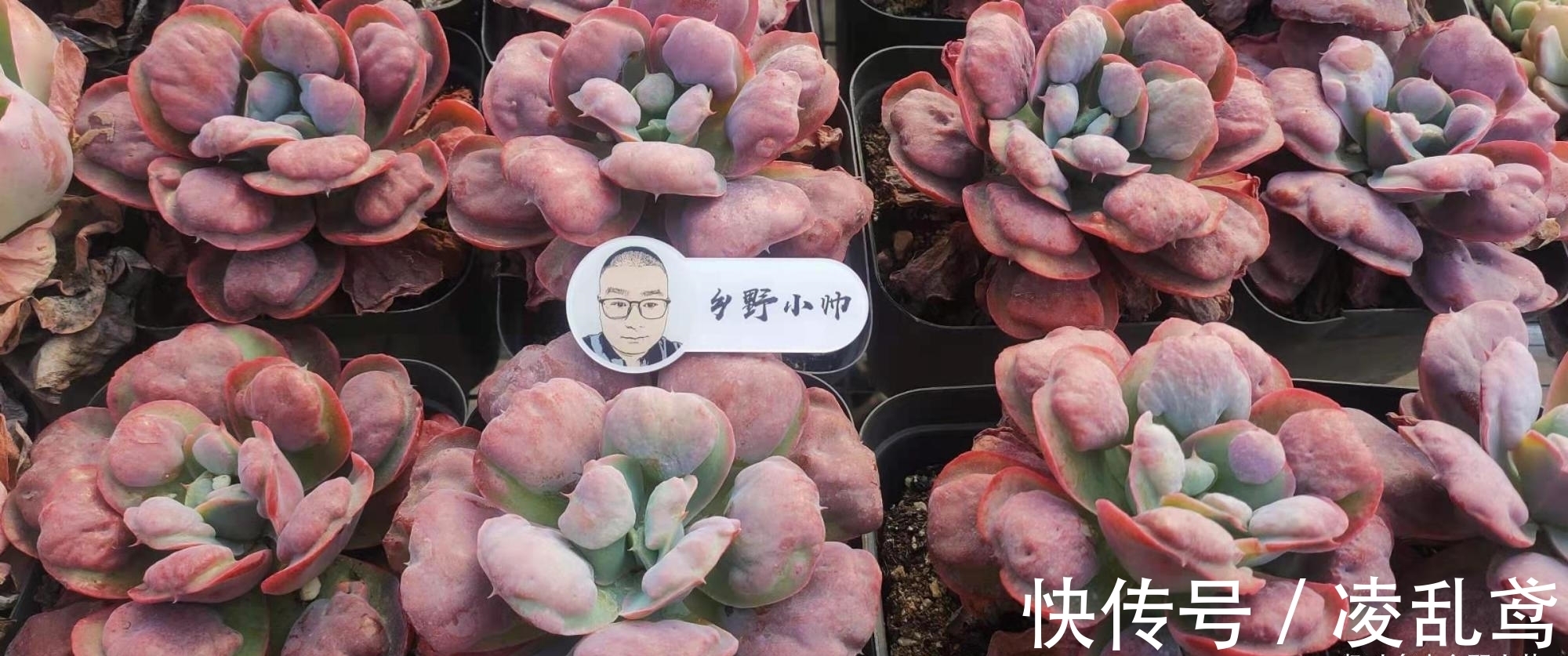 多肉叶插,掌握好这6个关键,成活率99%,你做对了吗?