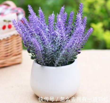 喜欢在家中养护花卉，就选择花期长，花色丰富，花色艳的5种花卉