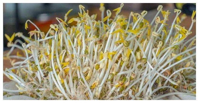 在家发豆芽原来这么简单，又粗又嫩不会烂，做法超简单，4天开吃