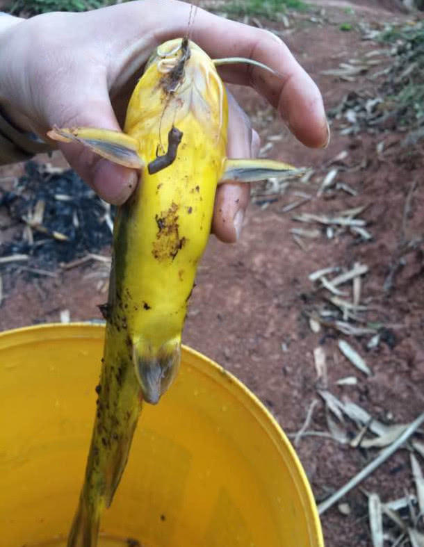 钓黄骨鱼并不需要太多技巧,用这“脏”东西打窝,每天都能钓半桶