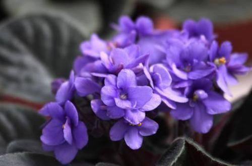 这些花卉比绿萝好看太多了,而且好养活爆盆快,后悔现在才看到!