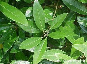 调料中的香叶是什么树的叶子?这种树的栽种环境如何呢?