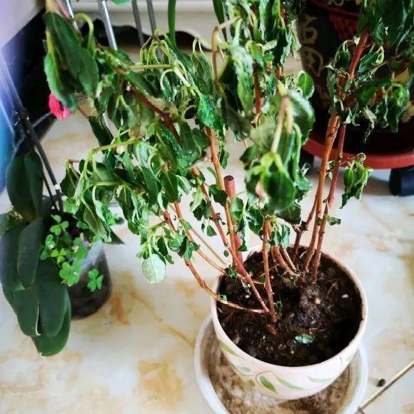 花苞|公认难养的花，养一盆死一盆，从来没有养活过！