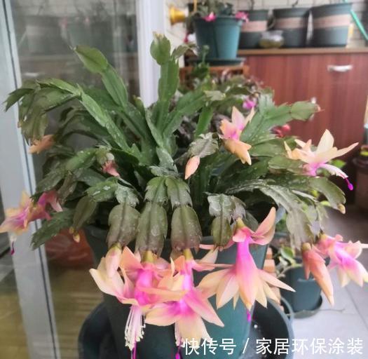 蟹爪兰叶片又干又瘪怎么办?教你几招,叶片快恢复,翠绿肥厚