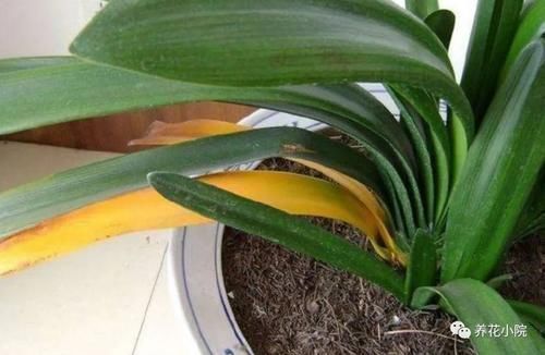 君子兰烂根又黄叶,因4个方面没做好,应及时改正养护方法