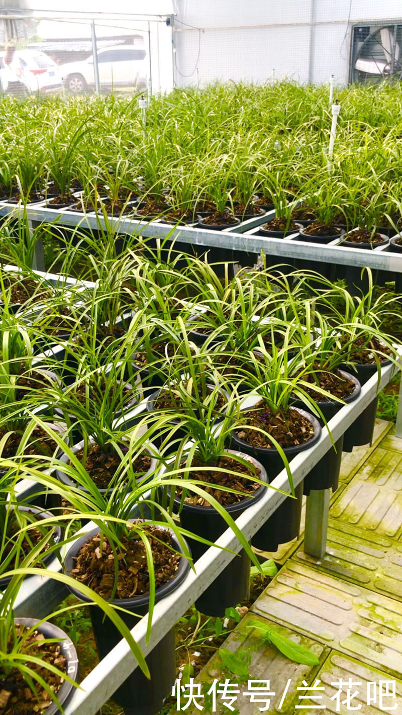 兰友|业余养兰中的用光误区，2方面去扭正，清楚兰花对光的需求