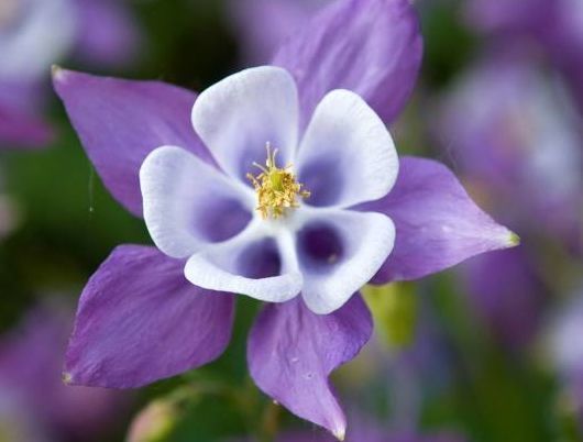 几种花最喜欢水,越浇水越欢快,几个月就能挤“爆盆”