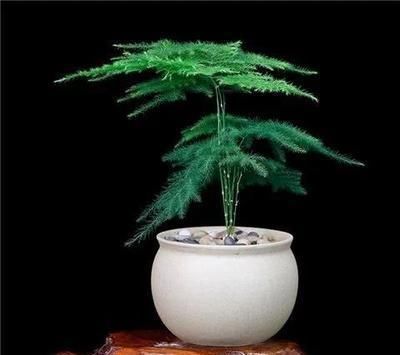 文竹养不好?喂点救命肥,1年新芽窜不停,邻居、朋友都学习