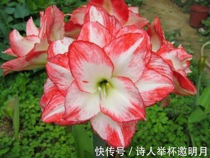 养花就养这几款,全年开花不停,爆盆美如花,枝头窜满花苞