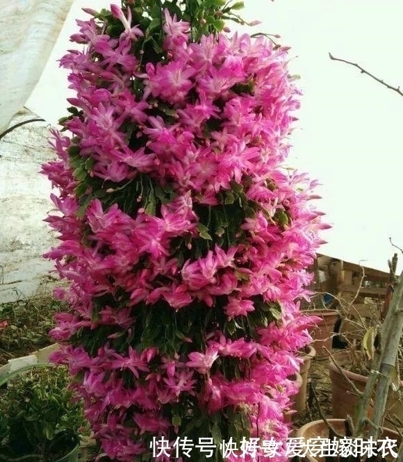 花芽|张大爷养花，喷1种水催花，3周冒100个花芽，阳台变花海