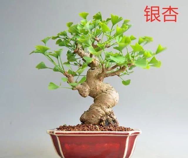 俗语:“客厅有树,十有九富”,不是迷信,为了好兆头也要养一盆