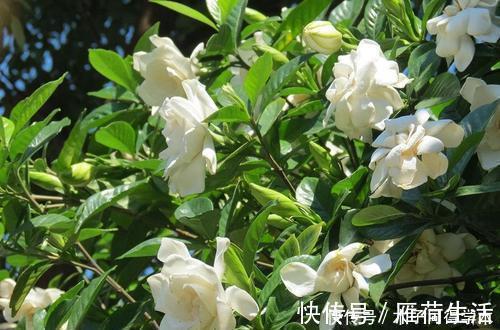 种花|夏天种下4种花,漂亮好养不怕晒,越晒太阳花越多,绽放层叠群花