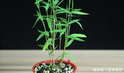 野外常见的4种草，种在花盆里太美了，下次见到别错过！