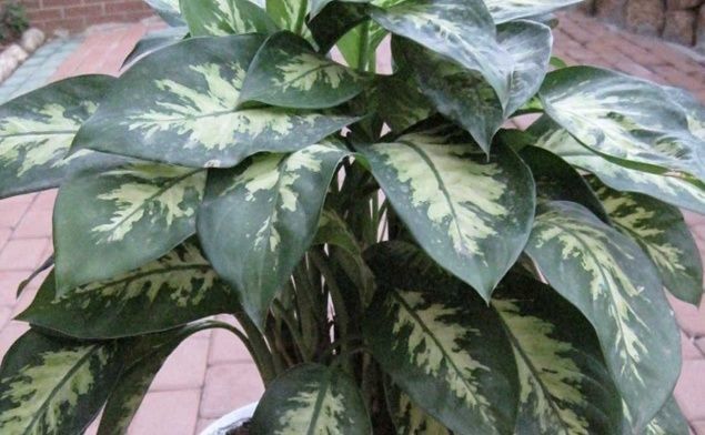 养花试试这几款,浇水的理想方法是浸泡盆