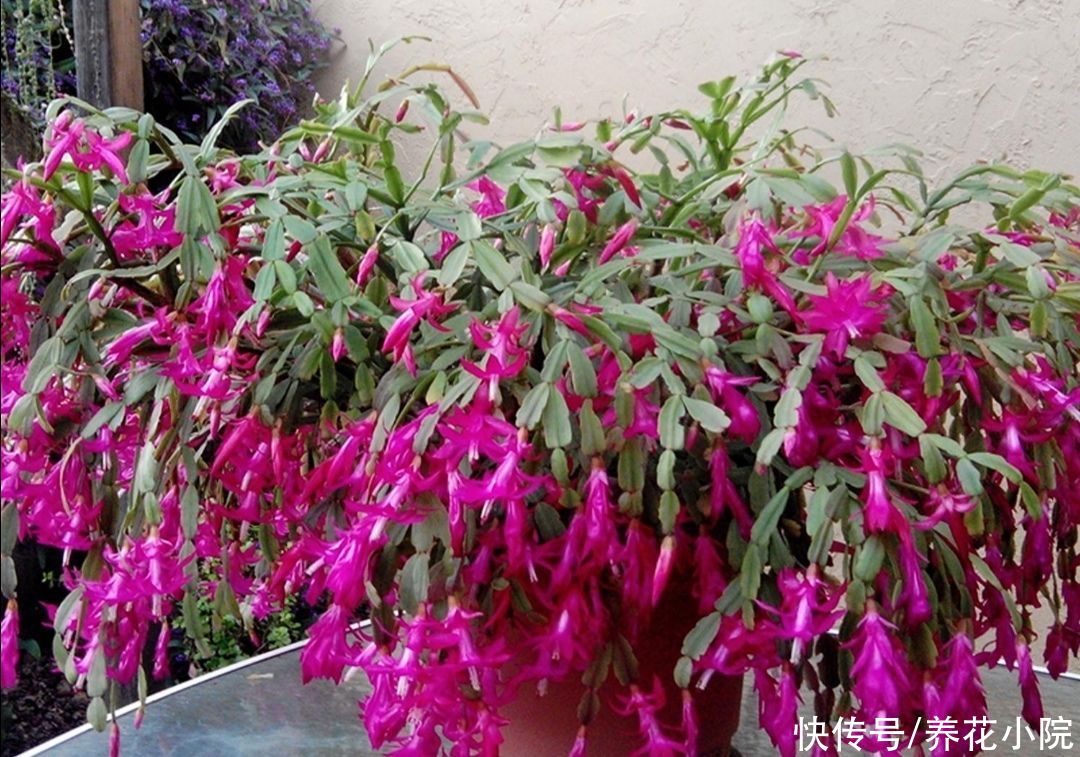 蟹爪兰开完花后,下一步该如何去养护?