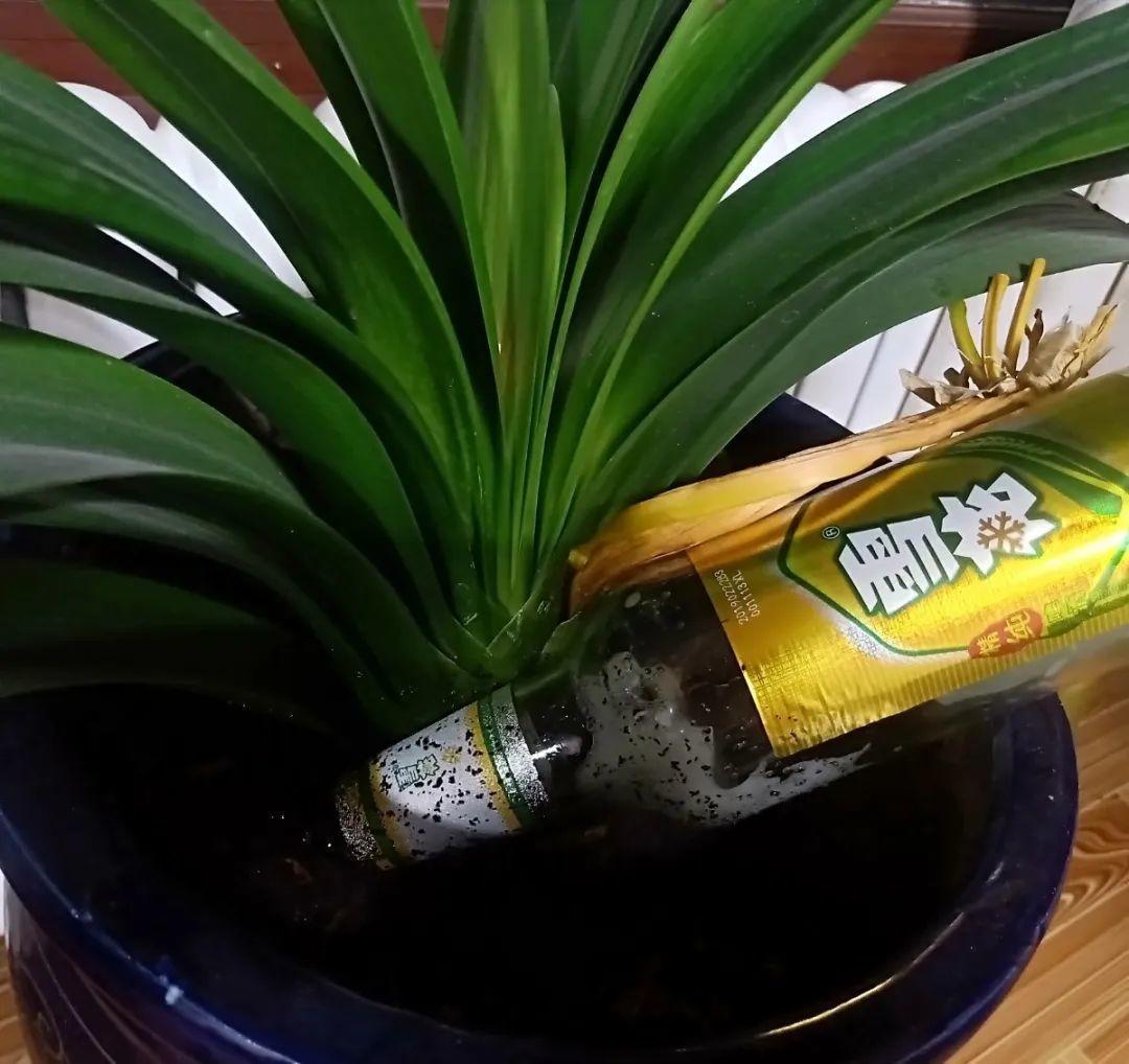 给花浇水要小心,5种水不能浇,浇完立马就黄叶!