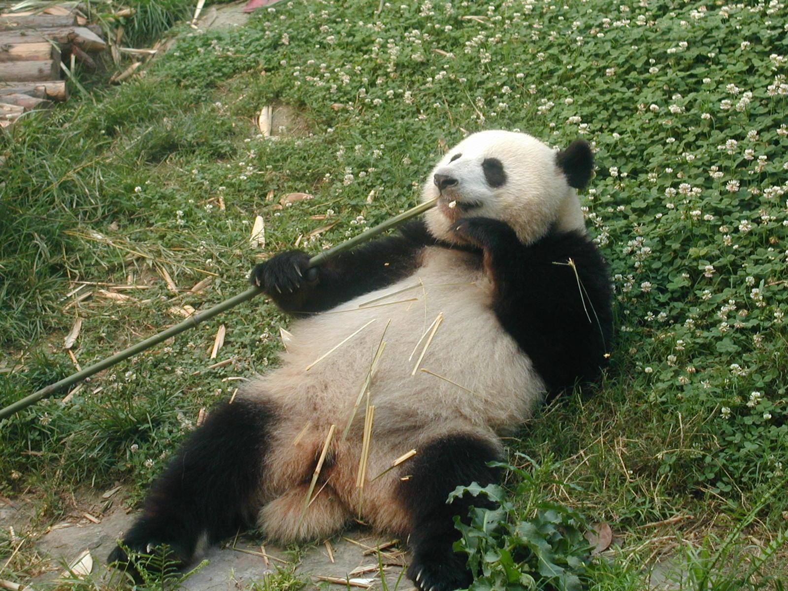 英雄,在奋斗中成长——喜读李蓬新著《熊猫蜀安》