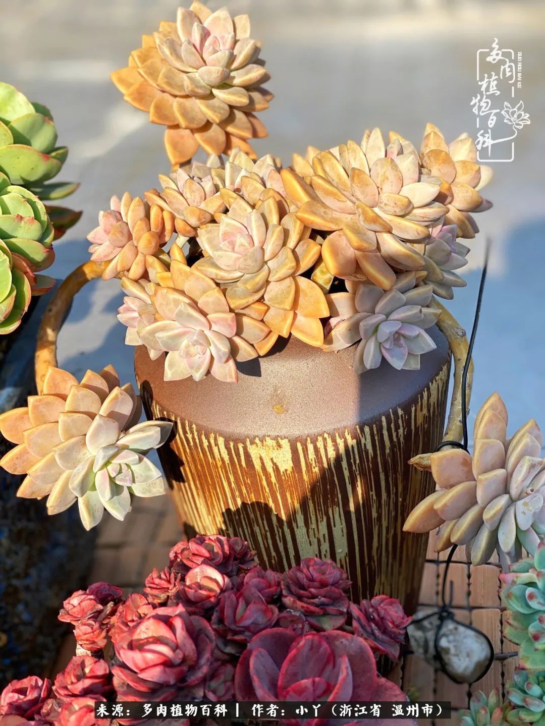 祖上无院家里无矿,一腔浪漫情怀付诸楼顶造花!